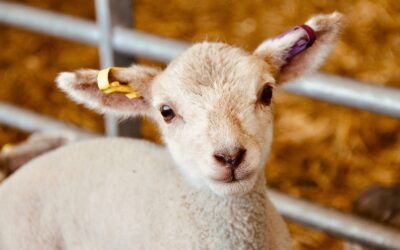Les morceaux de l'agneau : du gigot aux côtelettes Jeune agneau avec une boucle d'identification dans une bergerie