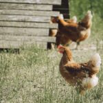 Label Rouge, AOP, IGP, Bio : ce que les labels de la viande garantissent vraiment Poules fermières élevées en plein air dans un pré