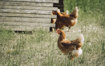 Label Rouge, AOP, IGP, Bio : ce que les labels de la viande garantissent vraiment Poules fermières élevées en plein air dans un pré