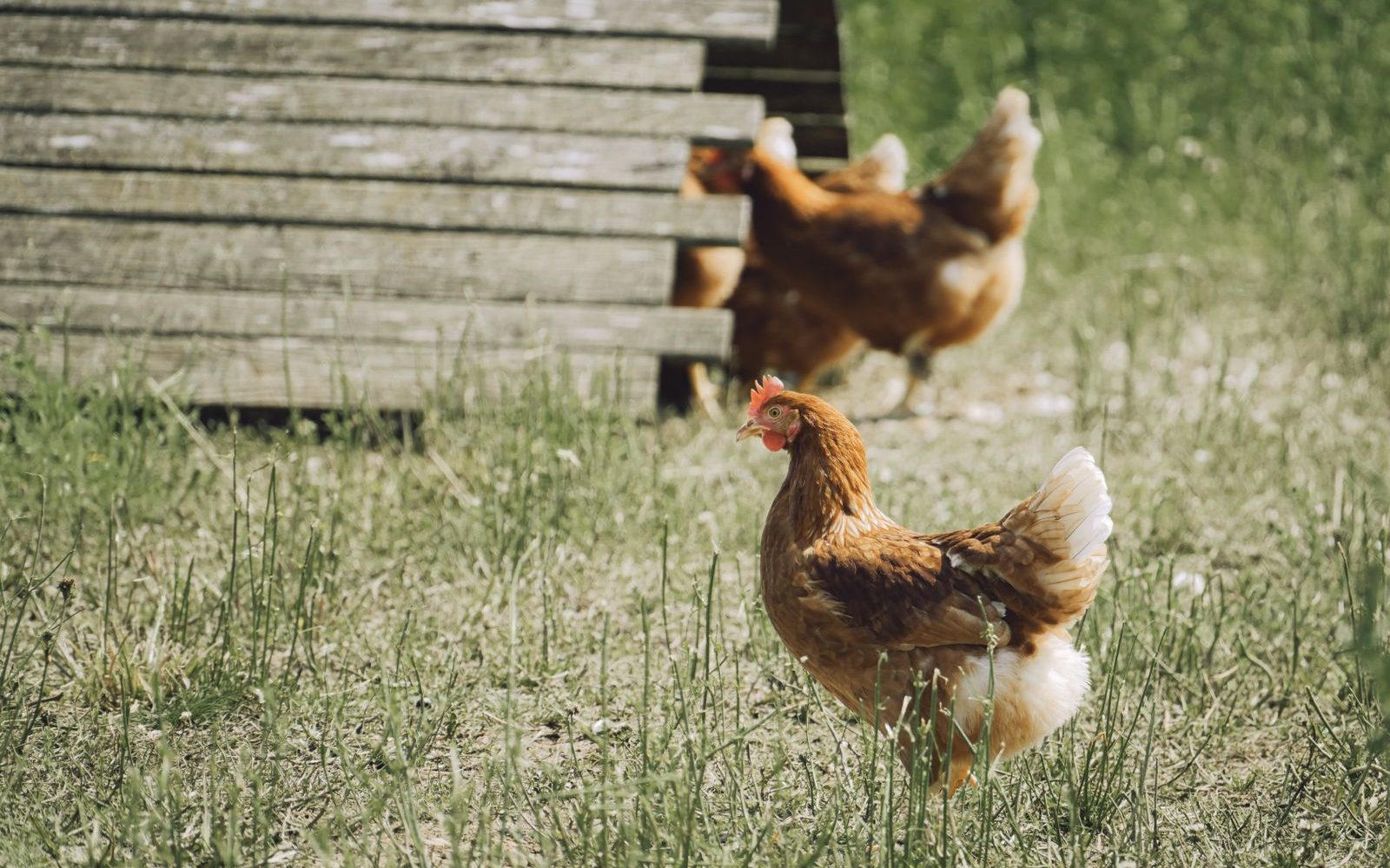 Poules fermières élevées en plein air dans un pré