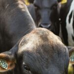 Limousine, Charolaise, Salers : ce que la race change vraiment dans l'assiette Vaches identifiées par des boucles auriculaires au pâturage