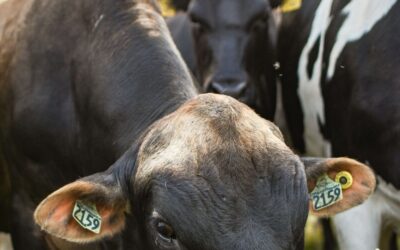 Limousine, Charolaise, Salers : ce que la race change vraiment dans l'assiette Vaches identifiées par des boucles auriculaires au pâturage