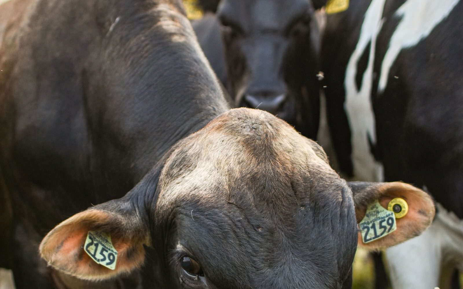 Vaches identifiées par des boucles auriculaires au pâturage