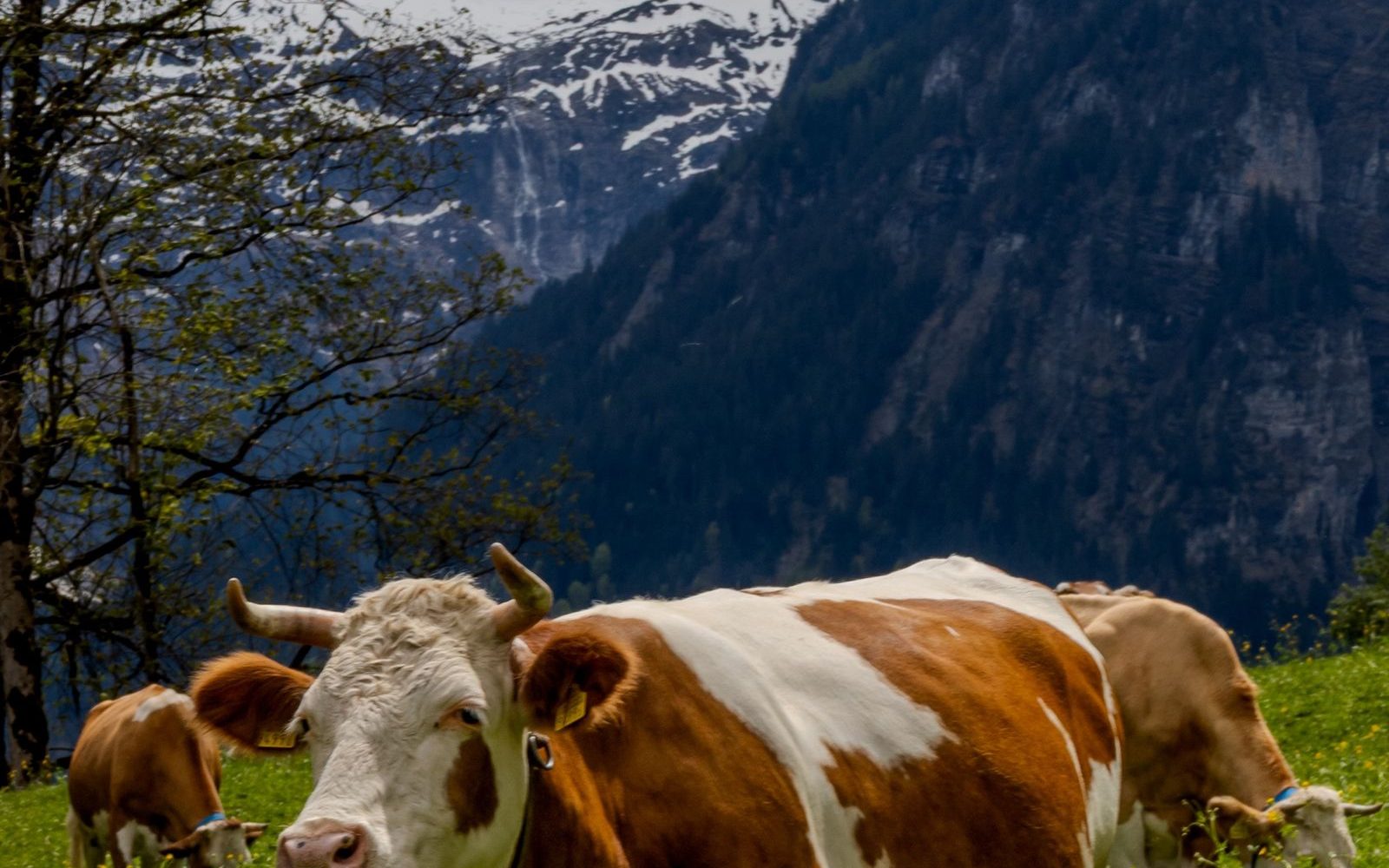Vaches brunes et blanches au pâturage dans un pré de montagne