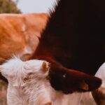 Veau : comment reconnaître une viande de qualité Veau blanc et brun dans un pré au printemps