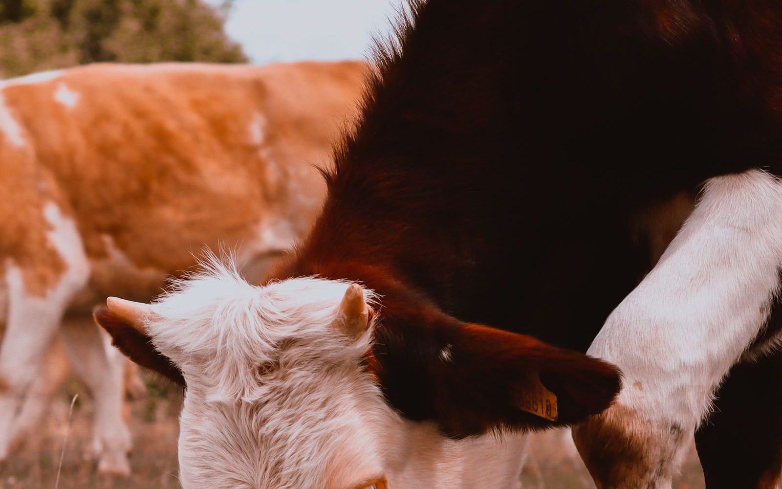 Veau blanc et brun dans un pré au printemps