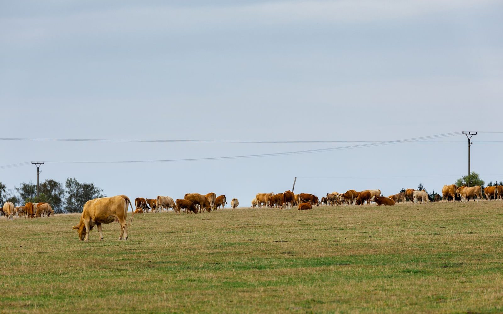 Bœuf nourri à l’herbe ou au grain : ce que ça change